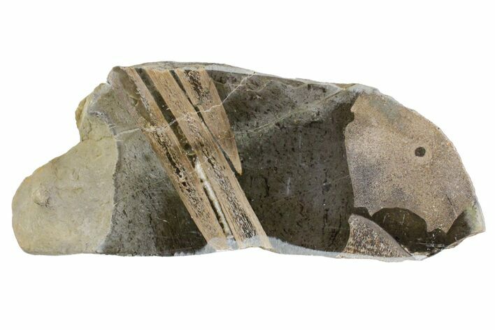 Fossil Ichthyosaurus Bones in Cross-Section - England #171182